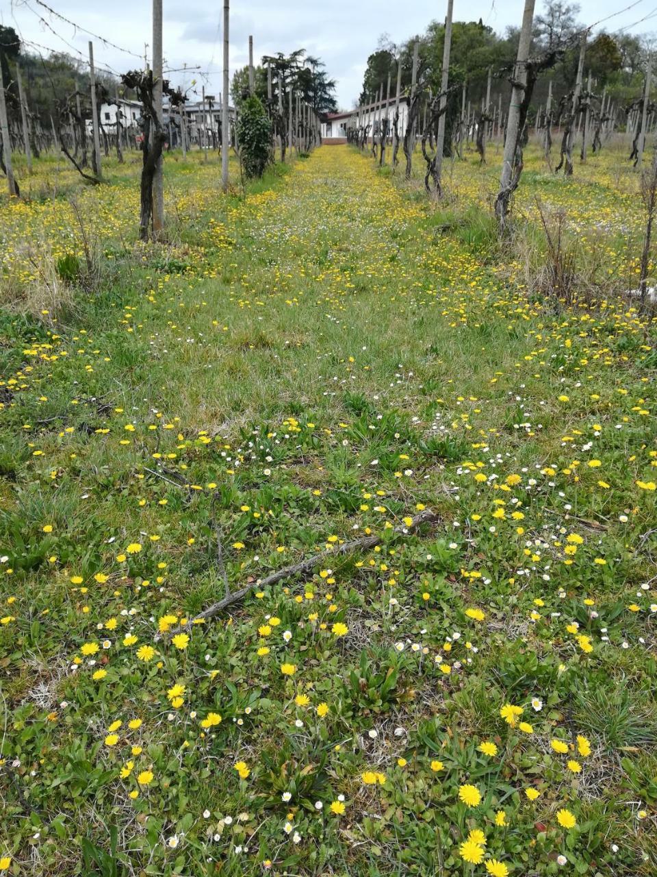 Agriturismo Il Rovere Lonato del Garda Exterior foto