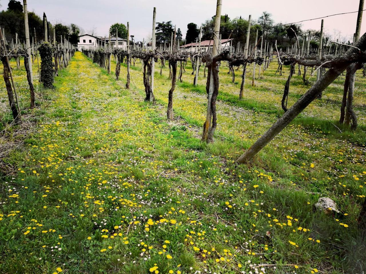 Agriturismo Il Rovere Lonato del Garda Exterior foto